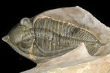 Zlichovaspis & Metacanthina Trilobites - Lghaft, Morocco #153903-3